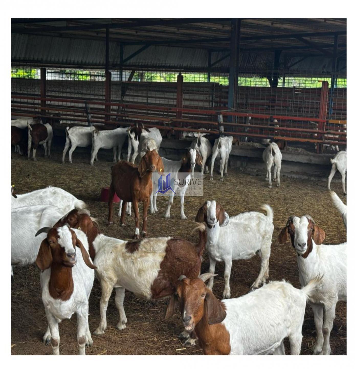 Rancho en Venta