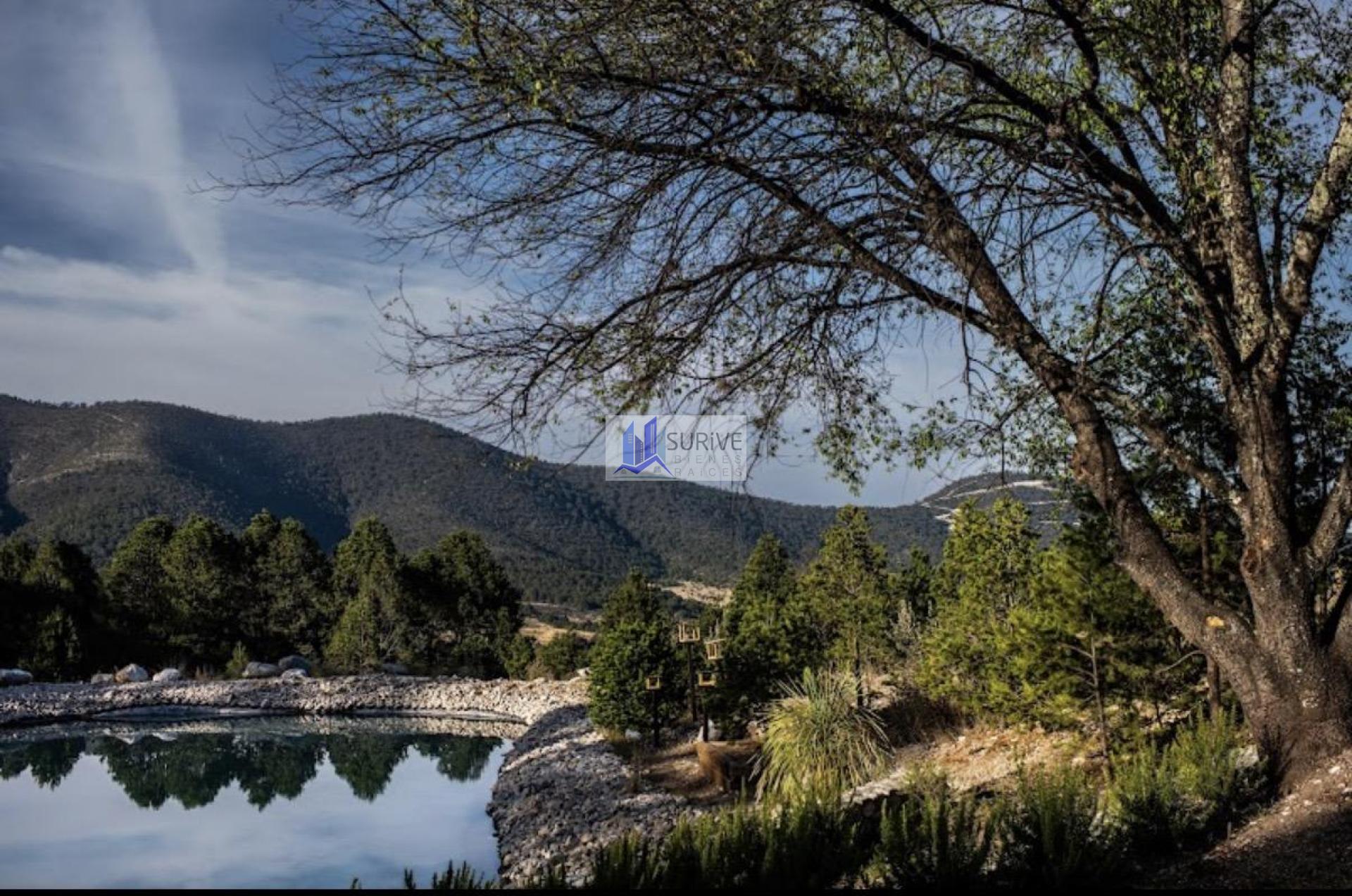 Bosque Boreal